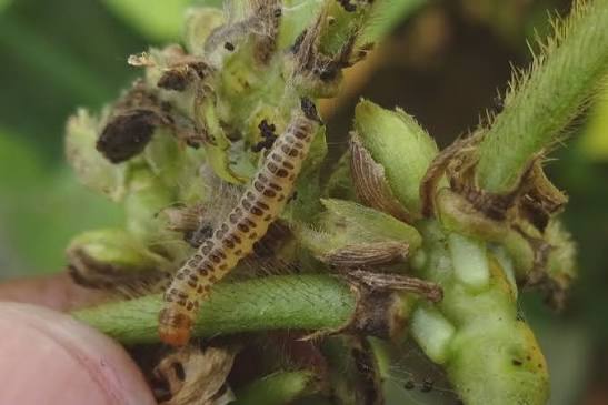 Pod borer